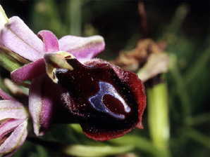 Les Orchidées de Grèce - Le Péloponnèse - Photo 1 Ophrys ferrum-equinum. Page 22 Photo 7 SFO-PCV