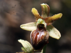 Les Orchidées de Grèce continentale - L'Epire - Page 4 Ophrys hebes. SFO Poitou-Charentes et Vendée Photo 6