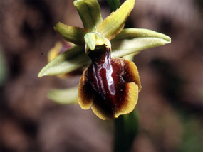 Les Orchidées de Grèce continentale - L'Epire - Page 4 Ophrys negadensis. SFO Poitou-Charentes et Vendée Photo 6