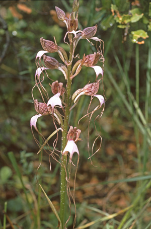 Himantoglossum comperianum. Les Orchidées du sud-est de la Turquie. Orchidées hors région Poitou-Charentes Vendée. SFO PCV. Photo Bernard Billaud.