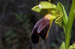 ESPAGNE (2) - Orchidées de la Province de La Rioja - Ophrys arnoldii. SFO Poitou-Charentes et Vendée.
