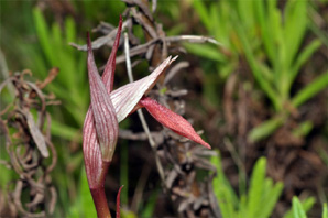 PORTUGAL - Orchidées de la région de l'Algarve. Serapias strictiflora. SFO Poitou-Charentes et Vendée.