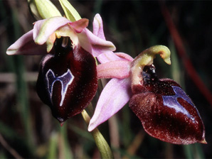Les Orchidées de Grèce - Le Péloponnèse - Photo 1 Ophrys ferrum-equinum. Page 22 Photo 8 SFO-PCV