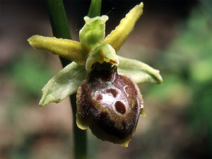 Les Orchidées de Grèce continentale - L'Epire - Page 4 Ophrys hebes. SFO Poitou-Charentes et Vendée Photo 7