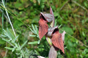ESPAGNE (2) - Orchidées de la Province d' Estramadure - Serapias occidentalis. SFO Poirou-Charentes et Vendée.