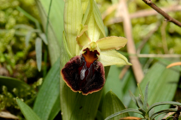 Ophrys d'Olonne.