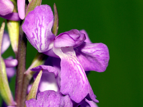 Orchidées. Lusus. Labellisation des Sépales latéraux chez Anacamptis palustris. SFO PCV Société Française d'Orchidophilie de Poitou-Charentes et Vendée