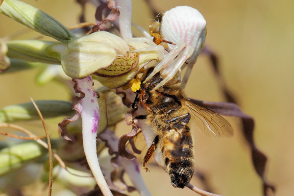 Abeille apis mellifera capturée par une araignée, Thomisus onustus en pleine opération de pollinisation.