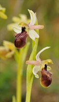 ORCHIDEES DE FRANCE - Hors Région Poitou-Charentes et Vendée. Orchidées du Gers. Ophrys marzuola