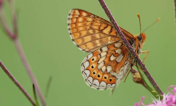 INSECTES LEPIDOPTERES - Papillons - Le Damier de la succise (Euphydryas aurinia) Photographie : Jean-Michel Mathé SFO-PCV