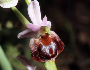 Les Orchidées de Grèce - Le Péloponnèse - Page 9 : Ophrys argolica. Photo 10
