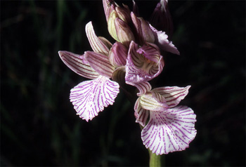 Les Orchidées de Grèce - Le Péloponnèse - Page 11 Orchis papilionacea var. messenica Photo. 7