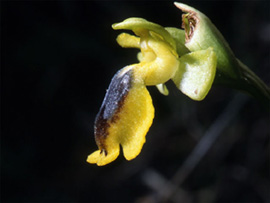 Les Orchidées de Grèce - Le Péloponnèse. Ophrys phryganae photo 6 SFO-PCV