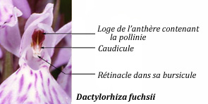 Glossaire illustré rétinacle Lexique SFO PCV 