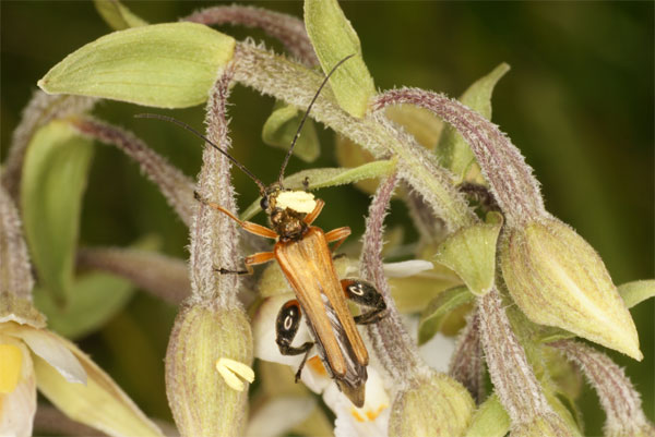 POLLINISATEURS D'ORCHIDEES - Oedemera podagrariae (sujet mâle) sur Epipactis palustris. Photographie Jacques Charreau
