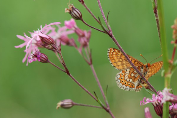 INSECTES LEPIDOPTERES - Papillons - Le Damier de la succise (Euphydryas aurinia) sur Lychnis. Photographie : Jean-Michel Mathé SFO-PCV
