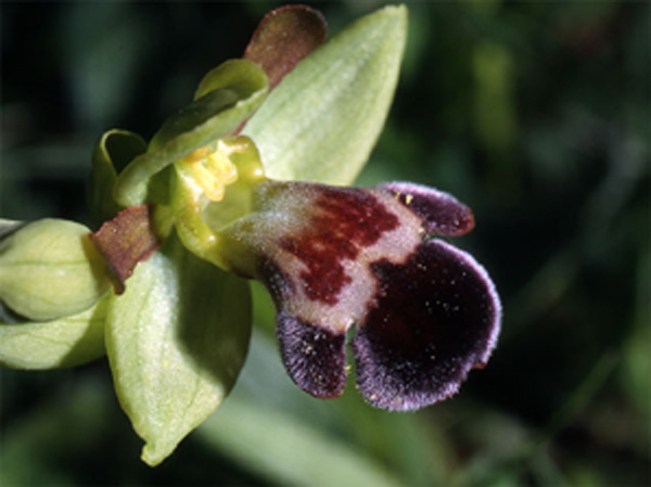 ESPAGNE (2) - Orchidées de la Province de Catalugnya Ophrys dyris SFO PCV