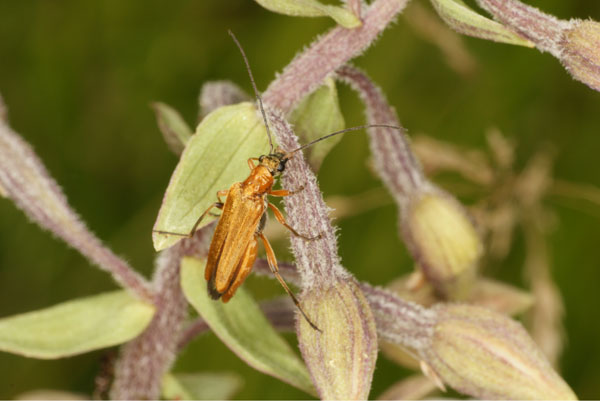 POLLINISATEURS D'ORCHIDEES - Oedemera podagrariae (sujet femelle) sur Epipactis palustris. Photographie Jacques Charreau