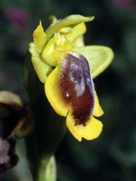 Les Orchidées de Grèce - Le Péloponnèse. Ophrys phryganae photo 8 SFO-PCV