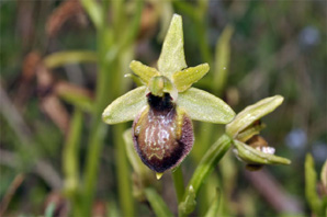 ESPAGNE (2) - Orchidées de la Province de Catalugnya Ophrys arachnitiformis subsp. marzuola. SFO PCV.