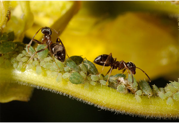 ETUDES - Elevage des pucerons par les fourmis. 