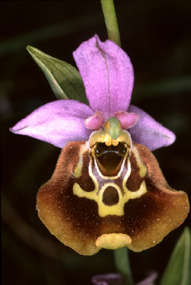 Ophrys episcopalis. Orchidées de Turquie. SFO PCV. Photo. Bernard Billaud.