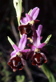 Les Orchidées de Grèce - Le Péloponnèse - Page 9 : Ophrys argolica. Photo 1