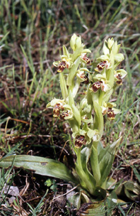 Les Orchidées de Grèce - Le Péloponnèse - Page 12 : Ophrys attica. Photo 1