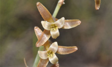 ESPAGNE (2) - Orchidées de la Province d' Andalucia. Fleur cireuse. SFO Poitou-Charentes et Vendée.