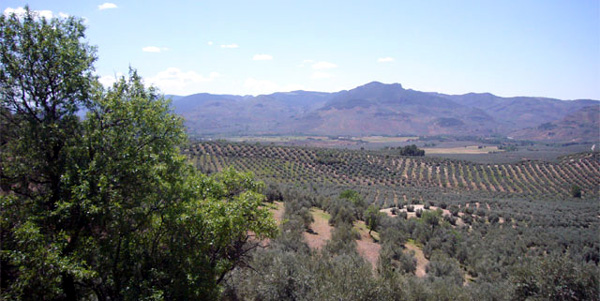 ESPAGNE (2) - Orchidées de la Province d' Andalucia. Paysage près d'Orcera. Oliviers.