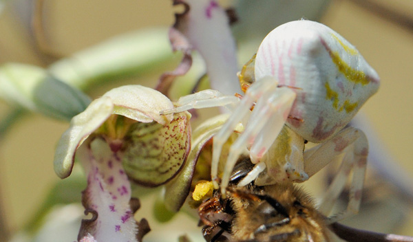 Mimétisme chez l'araignée Thomisus onustus, avec la fleur de l'orchidée, Himantoglossum hircinum.