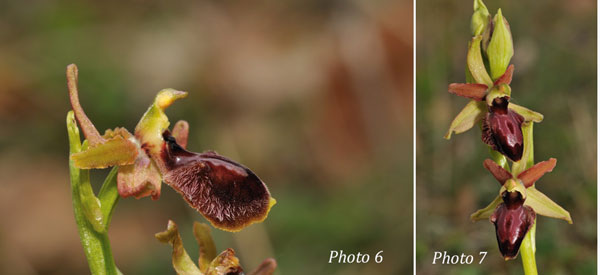 ORCHIDEES DE FRANCE - Hors Région Poitou-Charentes et Vendée. Orchidées du Gers. Ophrys marzuola hyperchrome