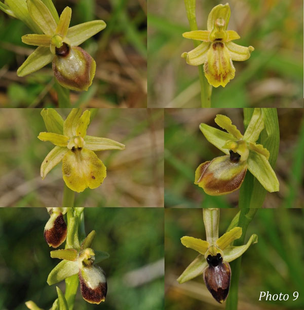 ORCHIDEES DE FRANCE - Hors Région Poitou-Charentes et Vendée. Orchidées du Gers. Lusus et variantes chez Ophrys marzuola