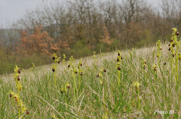 ORCHIDEES DE FRANCE - Hors Région Poitou-Charentes et Vendée. Orchidées du Gers. Prairie à Ophrys marzuola et Ophrys aranifera