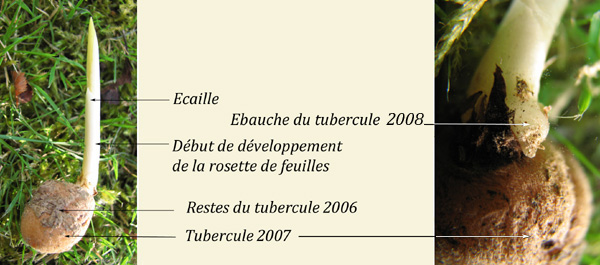 Tubercule Glossaire illustré Lexique SFO PCV