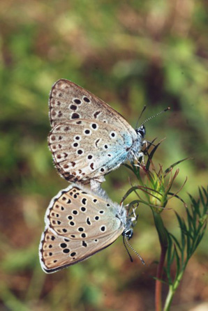INSECTES LEPIDOPTERES - Papillons - L'Azuré du serpolet (Maculinea arion). Photographie : Jean-Michel Mathé SFO PCV