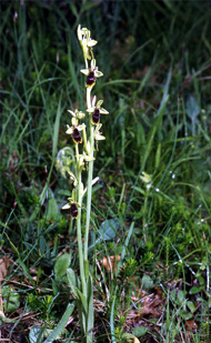 ESPAGNE (2) - Orchidées de la Province de Navarra - Ophrys subinsectifera. SFO Poitou-Charentes et Vendée.