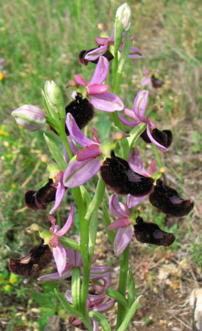 Ophrys aurelia Orchidées des Alpes Maritimes Nice SFOPCV