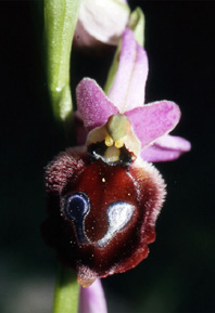 Les Orchidées de Grèce - Le Péloponnèse - Page 9 : Ophrys argolica. Photo 2