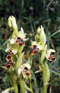 Les Orchidées de Grèce - Le Péloponnèse - Page 12 : Ophrys attica. Photo 2