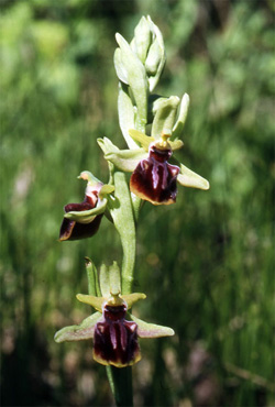 Les Orchidées de Grèce continentale - La Thessalie - Page 10 Ophrys epirotica SFO Poitou-Charentrs et Vendée Photo 1