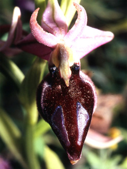 Les Orchidées de Grèce continentale - L'Epire - Page 6 Ophrys gottfriediana. SFO Poitou-Charentes et Vendée Photo 1