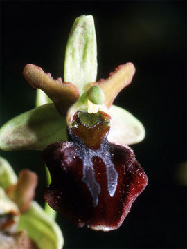 Les Orchidées de Grèce continentale - L'Epire - Page 7 Ophrys macedonica. SFO Poitou-Charentes et Vendée. Photo 1