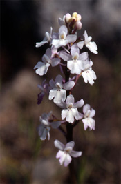 Les Orchidées de Grèce - Le Péloponnèse Orchis quadripunctata SFO-PCV