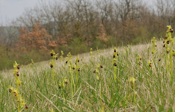 ORCHIDEES DE FRANCE - Hors Région Poitou-Charentes et Vendée. Orchidées du Gers. Priarie à Ophrys marzuola et Ophrys aranifera