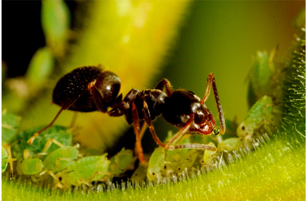 Prélèvement de l'exsudat par la fourmi
