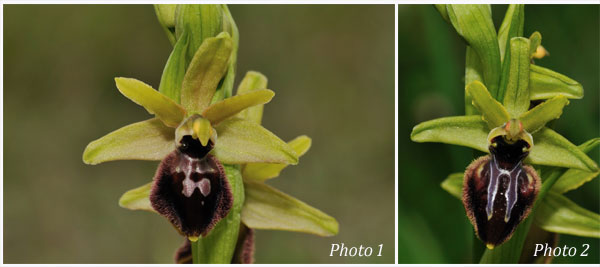 ORCHIDEES DE FRANCE - Hors Région Poitou-Charentes et Vendée. Orchidées du Gers. Ophrys marzuola