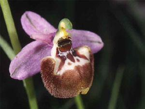 Orchidées les Pouilles Italie. 09. Ophrys candica. photo 1. SFO PCV Sociéré Française d'Orchidophilie de Poitou-Charentes et Vendée