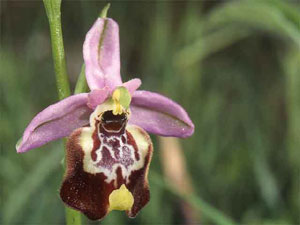 Orchidées les Pouilles Italie. 09. Ophrys candica. photo 2. SFO PCV Sociéré Française d'Orchidophilie de Poitou-Charentes et Vendée