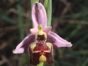 Orchidées les Pouilles Italie. 09. Ophrys candica. photo 3. SFO PCV Sociéré Française d'Orchidophilie de Poitou-Charentes et Vendée